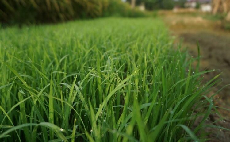 芝生の肥料は撒き方と選び方が重要！芝生を元気にする肥料の基礎知識