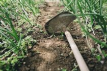 雑草駆除は道具を使って賢く安く終わらせよう！コツや対策も解説