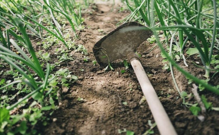 雑草駆除は道具を使って賢く安く終わらせよう！コツや対策も解説