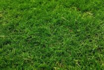 芝生の草取りから解放される方法！雑草が生えてこなくなる除草剤とは