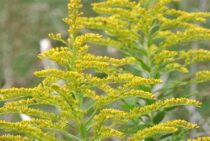 セイタカアワダチソウを駆除する方法とは？繁殖力が強い理由も解説！