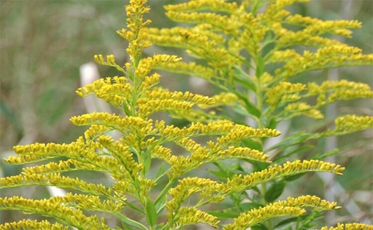 セイタカアワダチソウを駆除する方法とは？繁殖力が強い理由も解説！