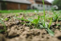 畑の雑草の処理方法！効果的で安全な駆除方法と雑草の活用術をご紹介