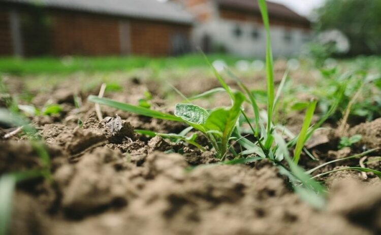 畑の雑草の処理方法！効果的で安全な駆除方法と雑草の活用術をご紹介