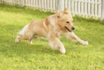 ドッグランに芝生を敷きたい！管理が大変なら人工芝という手段も