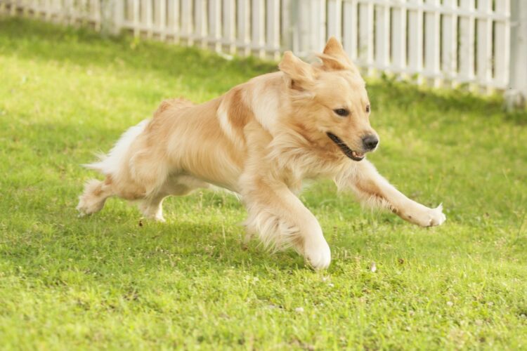 ドッグランに芝生を敷きたい！管理が大変なら人工芝という手段も