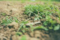 土壌処理剤を使って雑草が生えにくい土を作ろう！上手な使い方を紹介