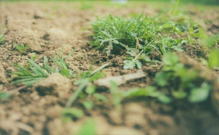 土壌処理剤を使って雑草が生えにくい土を作ろう！まくときのコツを紹介