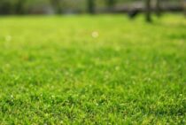 芝生にスライシングをすると元気に！おこなう時期や手順を解説！