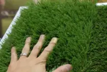 芝生1㎡の単価はいくら？種類ごとの違いと業者に頼んだ場合の費用