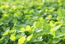 「雑草対策」のクローバー活用法と「雑草」のクローバー駆除法を解説