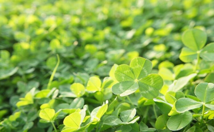 「雑草対策」のクローバー活用法と「雑草」のクローバー駆除法を解説
