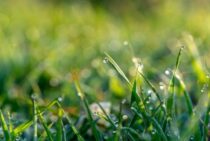 芝生の種類で手入れが楽なものを選ぶポイントを紹介！ 人工芝もアリ！