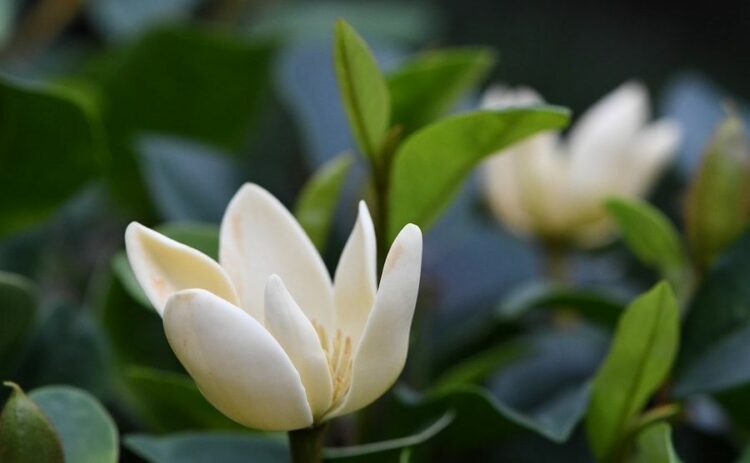 カラタネオガタマは庭木や生垣にぴったり！育て方をご紹介します！