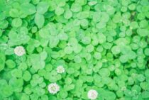 芝生のクローバーは早めの駆除が大事！手ごわい雑草の駆除方法を紹介