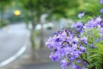 ジャカランダの育て方は防寒と剪定がポイント！花を咲かせるコツとは