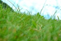 庭に除草剤を使う前に知っておこう！除草剤の効き方や注意点について