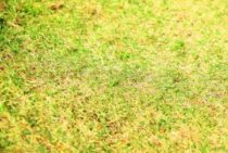 芝生が黄色くなるのはこんなとき！原因と対処法・予防法を知ろう！