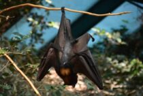 コウモリの生態を知ることは駆除の第一歩。放置していけない理由とは