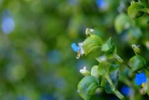 ツユクサは除草剤で駆除できる！効果的な使い方と予防方法を解説