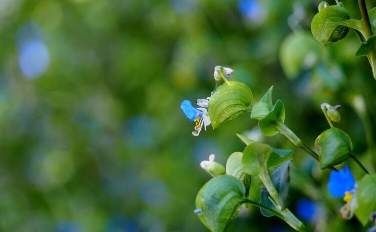 ツユクサは除草剤で駆除できる！効果的な使い方と予防方法を解説
