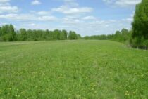 草刈りには高刈りという方法がある！高い位置の雑草に効果的な方法