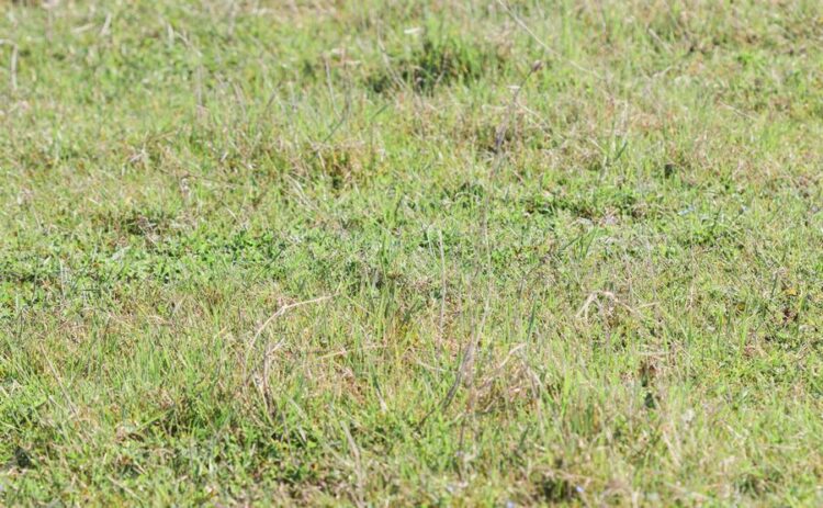 芝生のさび病からの回復方法と予防のための対策についてご紹介！