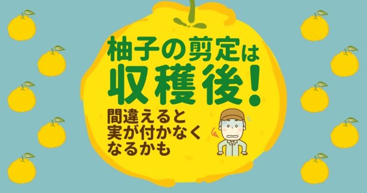 柚子の剪定する時期を知ろう！剪定方法から育て方までを解説