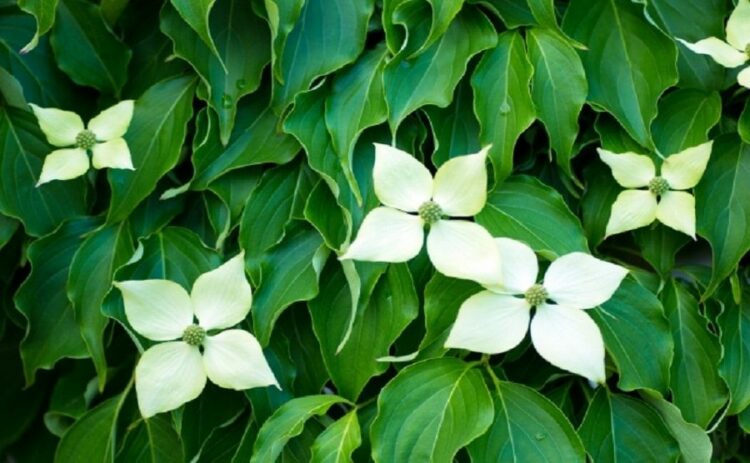 ヤマボウシを害虫から救おう！やっかい者の駆除方法と予防法を紹介！