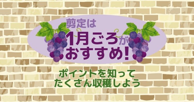 ぶどうの剪定は1月中にやろう！美味しい実をつけさせる方法を紹介