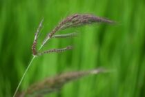 田んぼの中のヒエに除草剤を使うには。ヒエの成長段階で使い分けよう