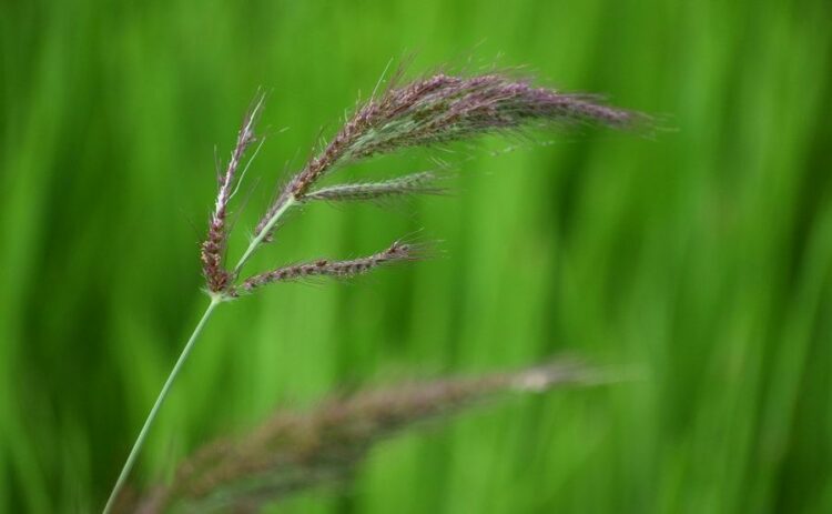 田んぼの中のヒエに除草剤を使うには。ヒエの成長段階で使い分けよう