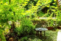 広い庭の雑草対策を楽に済ませる！雑草から解放される簡単除草・防草方法