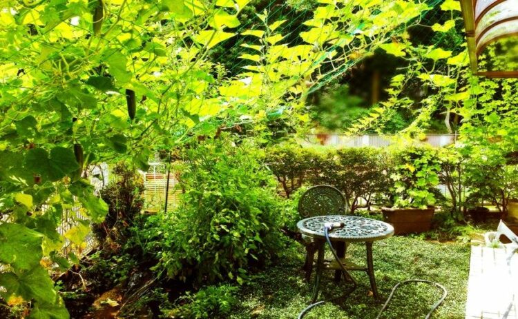 広い庭での雑草対策方法を紹介。手入れの少ないキレイな庭にしたい！