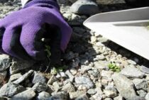 草取りのコツや便利な道具を紹介！面倒な草取りを省く方法もあります