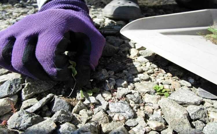 草取りのコツや便利な道具を紹介！面倒な草取りを省く方法もあります