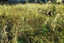 雑草を放置するとどうなる？考えられる危険とおすすめの対処法を紹介