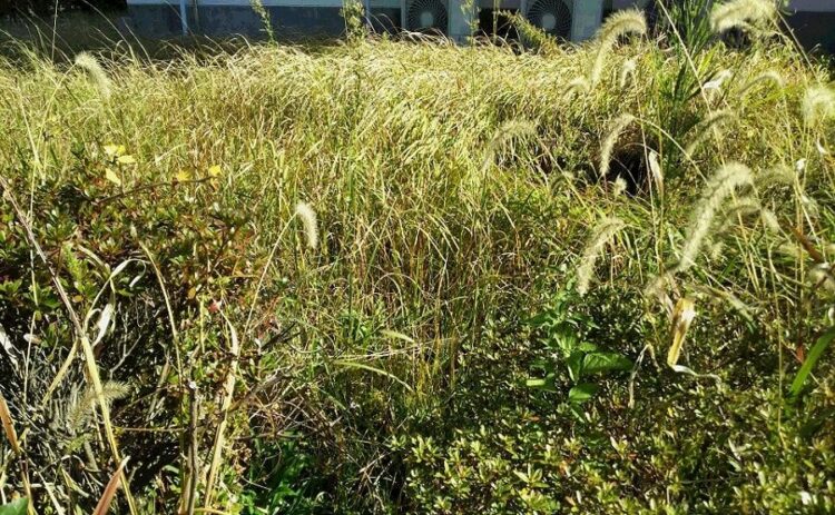 雑草を放置するとどうなる？考えられる危険とおすすめの対処法を紹介