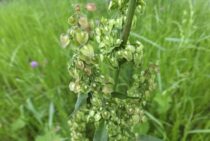 ギシギシという雑草の特徴と駆除方法を解説！自分で駆除はできるのか