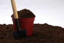 ダラースポットは肥料不足で発生しやすい。治療法と予防法を紹介