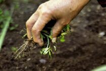 草取りのコツを一挙紹介！面倒な作業を少しでもラクに済ませよう