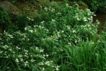 荒れた庭の手入れ【雑草・枝処理】の注意点は？準備もしっかりやろう