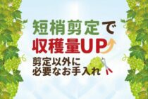 シャインマスカットは短梢剪定でおいしくなる！人気のぶどうの栽培法