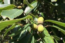 樫の木の伐採を依頼する費用相場について。庭木の剪定と同じ？高い？