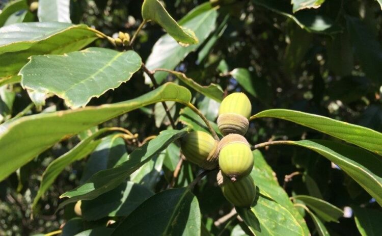 樫の木の伐採を依頼する費用相場について。庭木の剪定と同じ？高い？