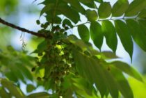 ハゼの木の伐採には要注意！安全な伐採方法と業者の費用相場をご紹介