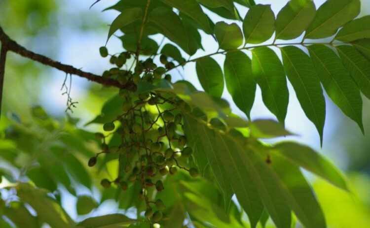 ハゼの木の伐採には要注意！安全な伐採方法と業者の費用相場をご紹介