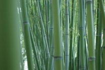 竹林のお手入れは伐採と除草？管理しやすいように整備しよう