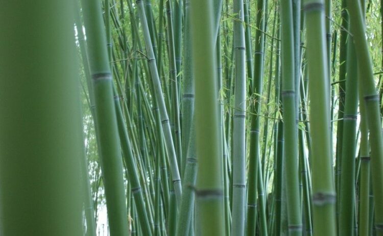 竹林のお手入れは伐採と除草？管理しやすいように整備しよう