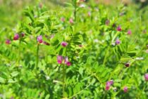 カラスノエンドウは雑草の除草剤で駆除できます！使い方のポイント